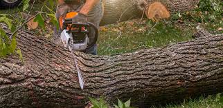 Best Tree Trimming and Pruning  in Grabill, IN