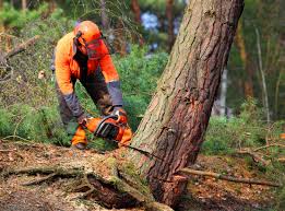 How Our Tree Care Process Works  in  Grabill, IN